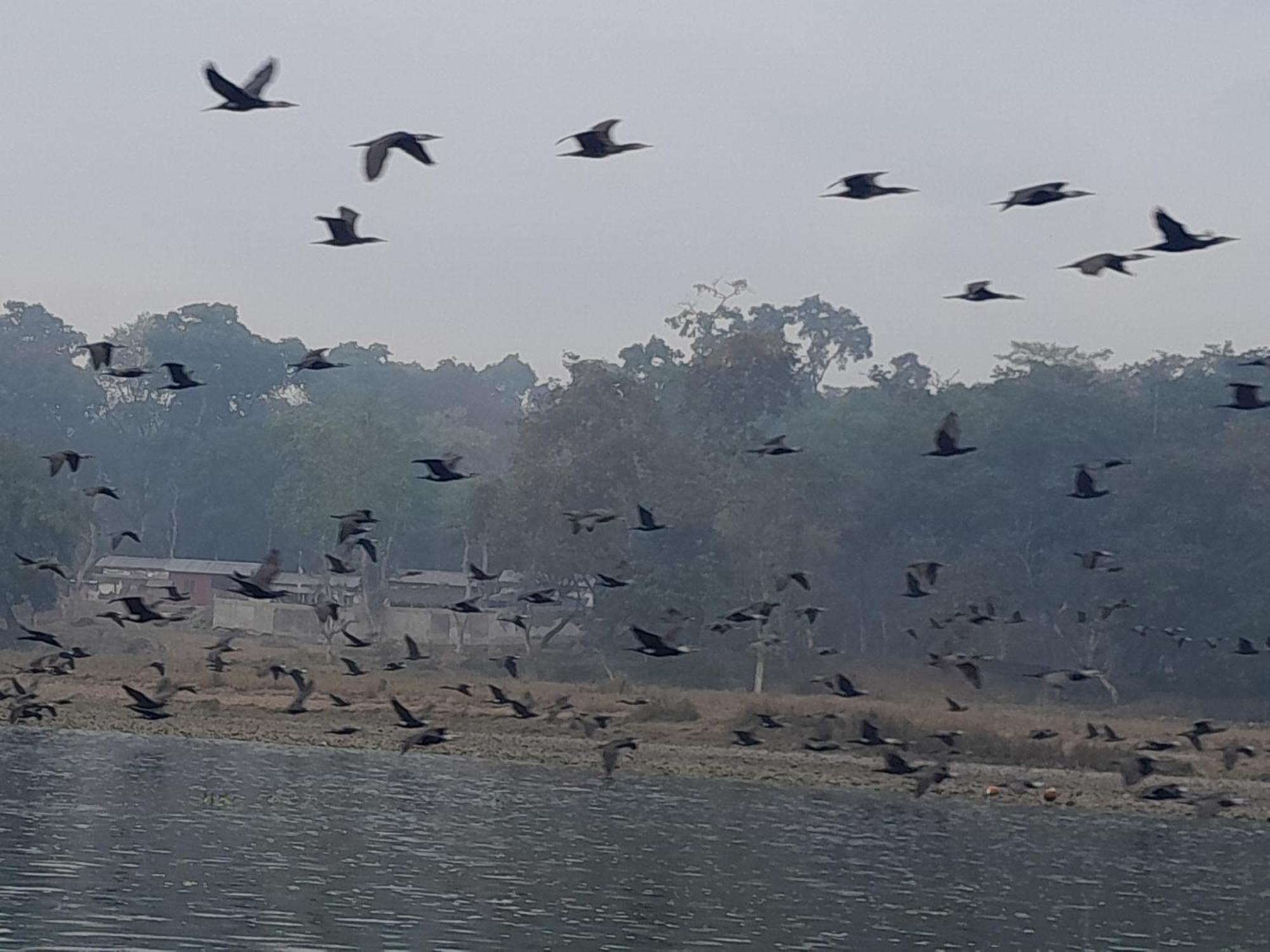 Hotel Crocodile Safari Camp à Chitwan Extérieur photo