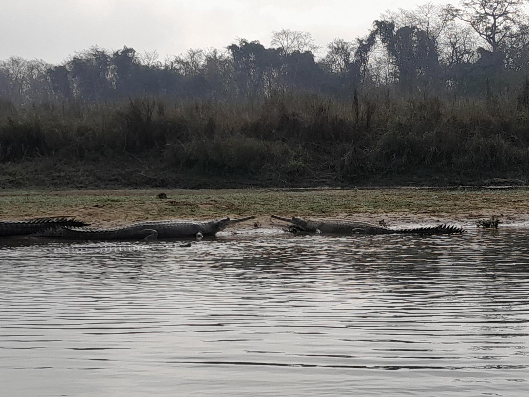 Hotel Crocodile Safari Camp à Chitwan Extérieur photo