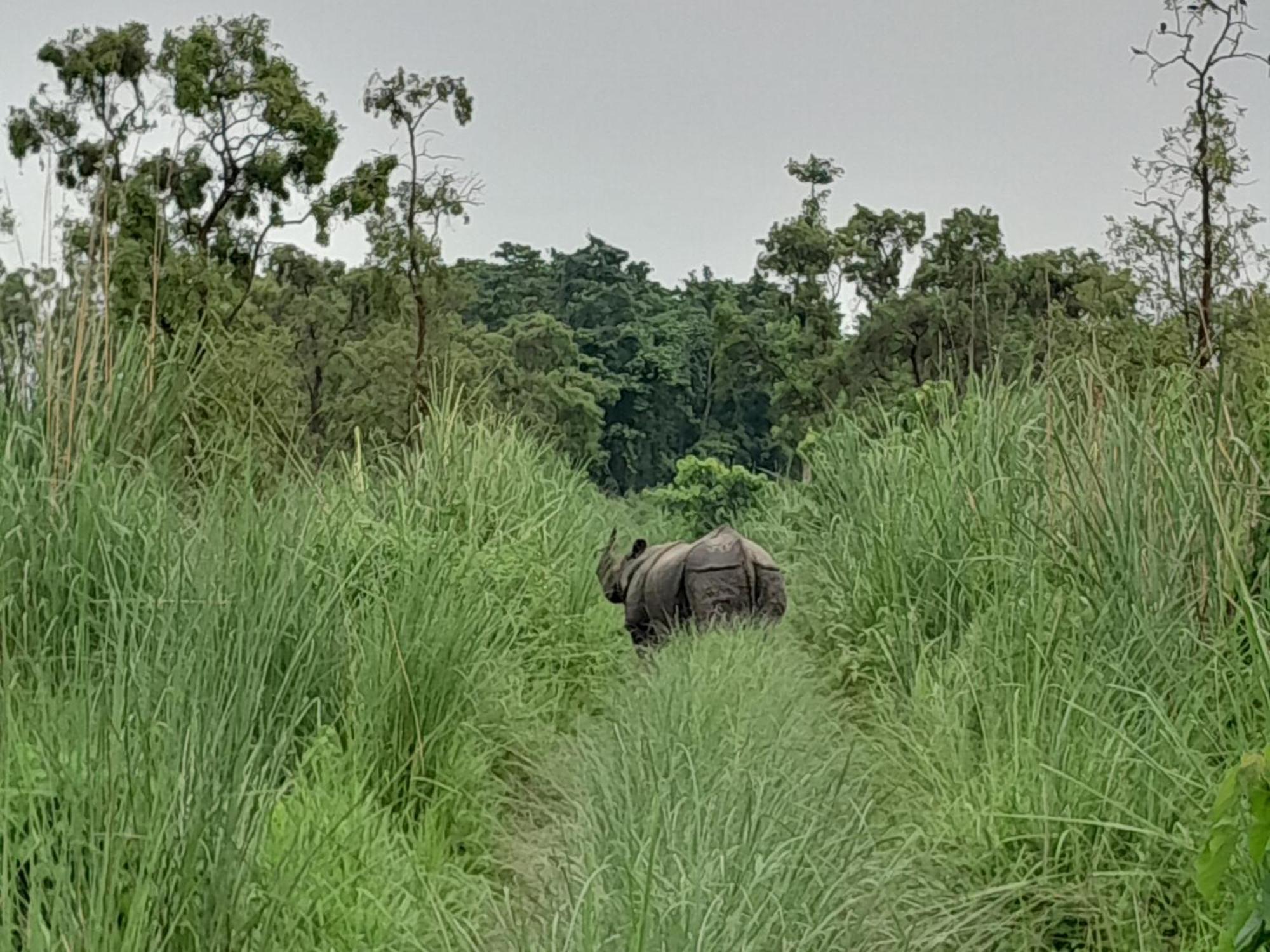 Hotel Crocodile Safari Camp à Chitwan Extérieur photo