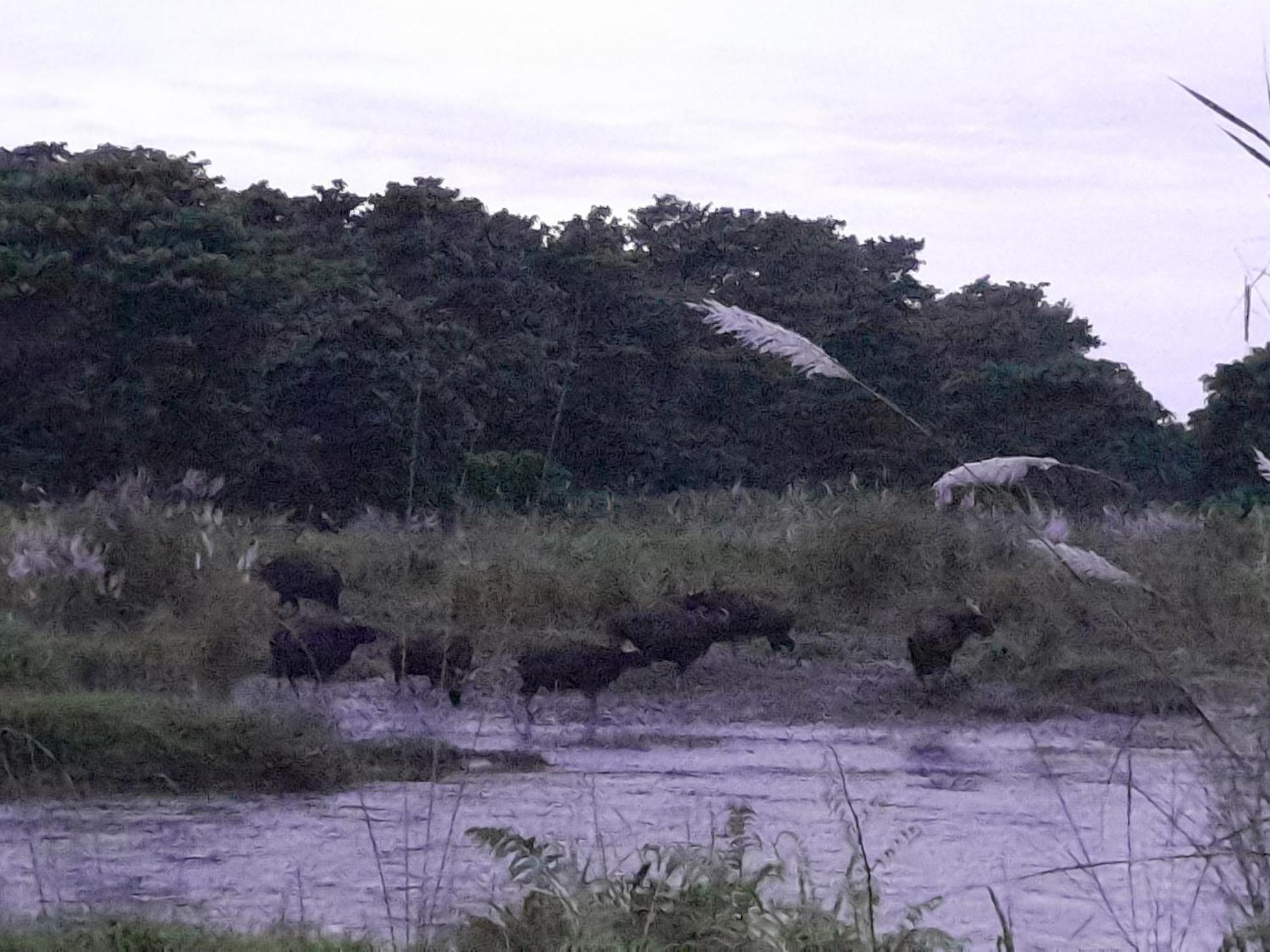 Hotel Crocodile Safari Camp à Chitwan Extérieur photo