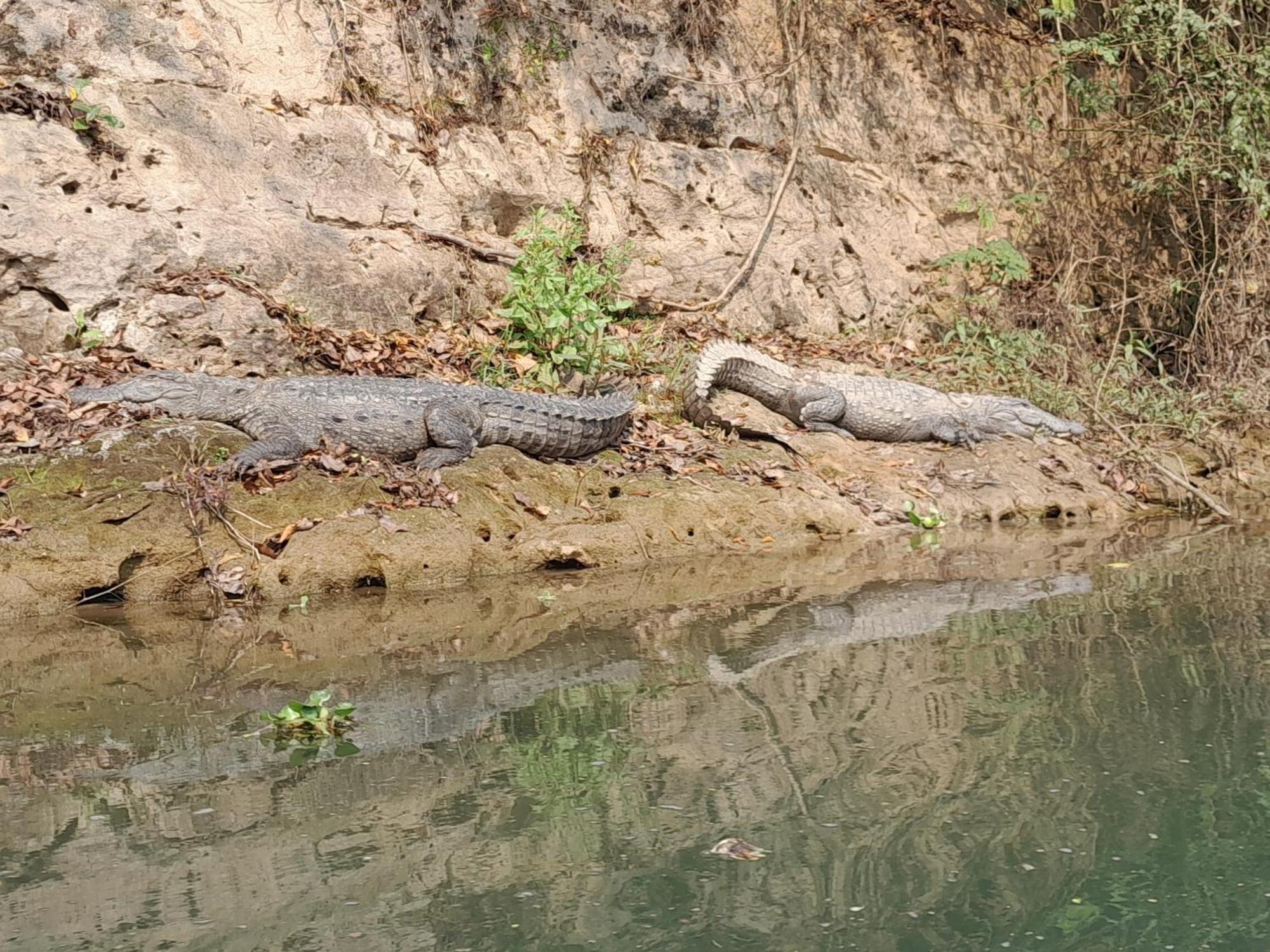 Hotel Crocodile Safari Camp à Chitwan Extérieur photo