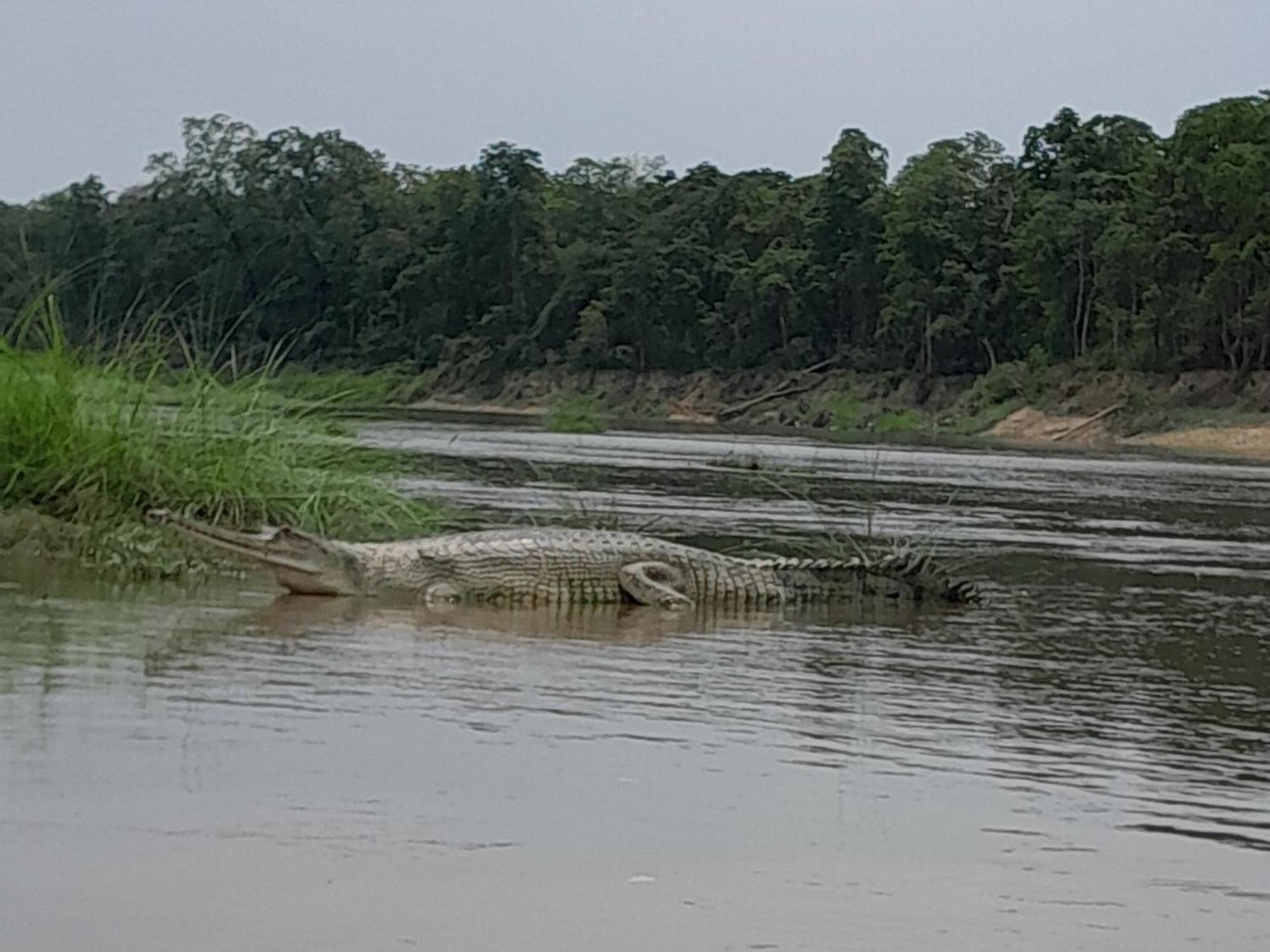 Hotel Crocodile Safari Camp à Chitwan Extérieur photo